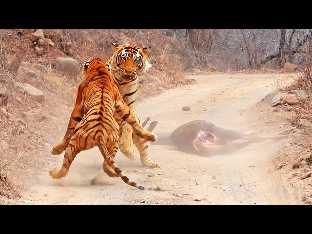 Tigress Tries Stealing Huge Male’s Meal