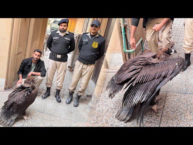 Raja Gidh Ko Wildlife Department Ny Changa Manga Vultures Center Bhijwa Diya