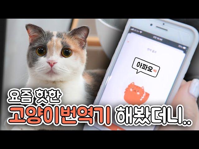 Cat Translator is State of Art Technology (ENG SUB)