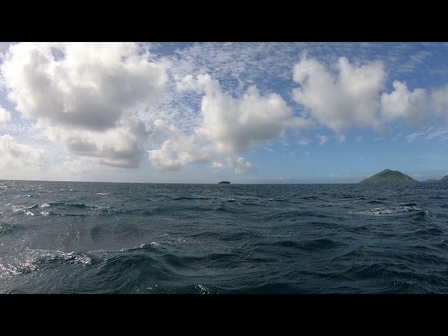 Fiji Shark dive ч5