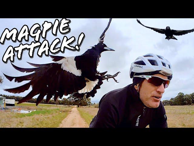 The Worst Magpies I've Ever Encountered! Double Attacks! 