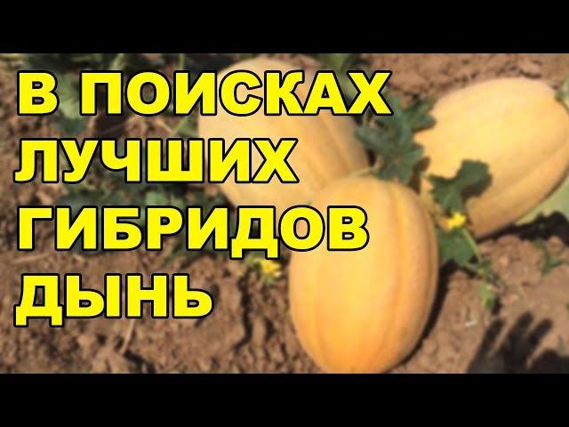 У нас есть супер дыни). В поисках лучших гибридов дынь!