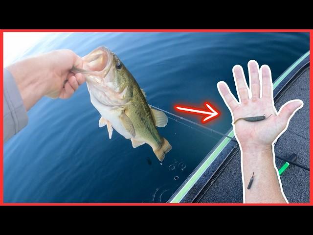 You’ll Never Fish A DROP SHOT RIG The Same After Seeing This