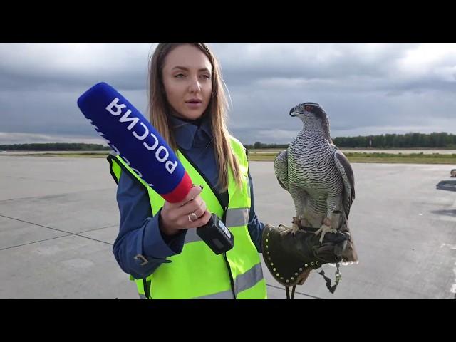 "Nika the hawk" giving an interview to the "Russia-1" TV channel