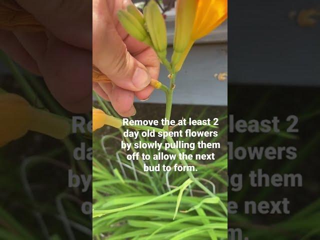 How To Make Daylilies Blossom Longer | Simple Easy Trick Short