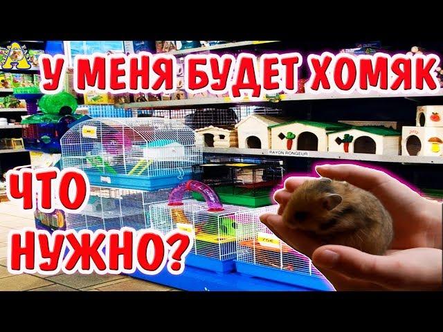 ЧТО НУЖНО ДЛЯ ХОМЯКА? У МЕНЯ БУДЕТ ХОМЯК! ЧТО НУЖНО ДЛЯ ПОЯВЛЕНИЯ ХОМЯКА / КУПИТЬ ХОМЯКУ? /АЛИСА ИЗИ