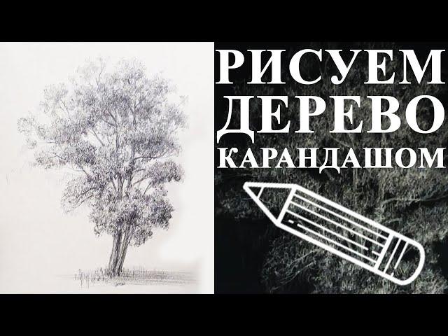 Уроки рисования. Как рисовать дерево. Как нарисовать дерево карандашом?!