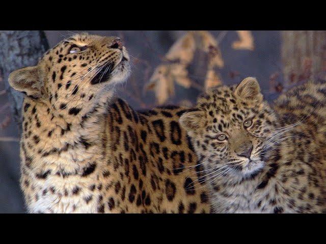 The Amur Leopard | Planet Earth | BBC Earth