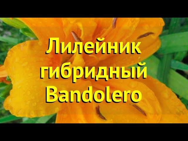 Лилейник гибридный Бандолеро. Краткий обзор, описание характеристик hemerocallis Bandolero