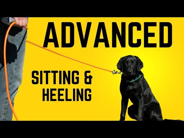 Advanced Obedience Behaviors | Retriever Training