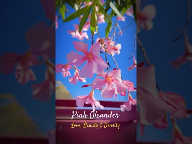 The Beauty of Pink Oleander | Nature’s Charm