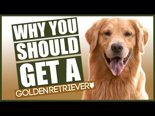 GOLDEN RETRIEVER! 5 Reasons Why YOU SHOULD Get A Golden Retriever!