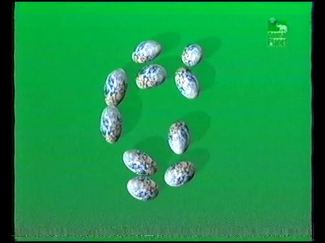 Animal Planet - fragment promo, spot i ident - 2004