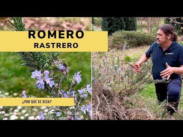 ¿Por qué se seca el ROMERO RASTRERO?  ‍ Jardinatis 