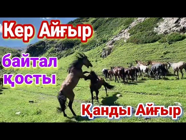 Кер Айғыр айырды. Жайлауға жылқы Айдау.