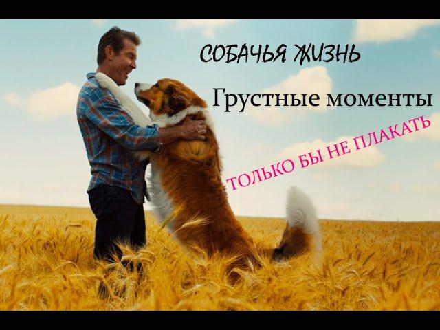 САМЫЕ ГРУСТНЫЕ МОМЕНТЫ ФИЛЬМА "СОБАЧЬЯ ЖИЗНЬ" 2017 г.