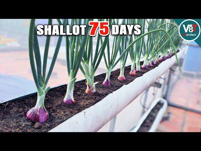 Seed-to-Harvest Shallots in PVC Pipes | Perfect for Small Spaces