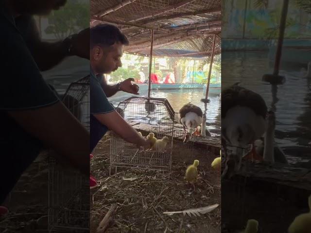 Cute ducking back with parents  #dailyzoovlog #animalslove