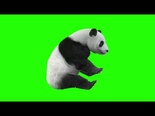 Animals Zoo escape Green Screen Video