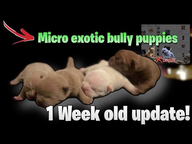 NEW MICRO EXOTIC BULLY PUPPIES AVAILABLE 