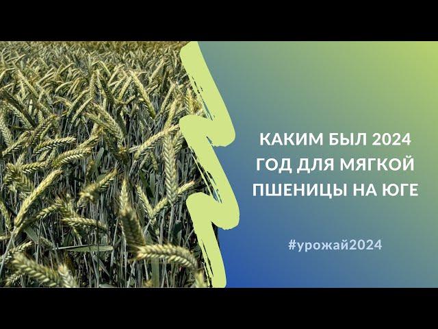 Каким был 2024 год для мягкой пшеницы на юге | Взгляд селекционеров #урожай2024