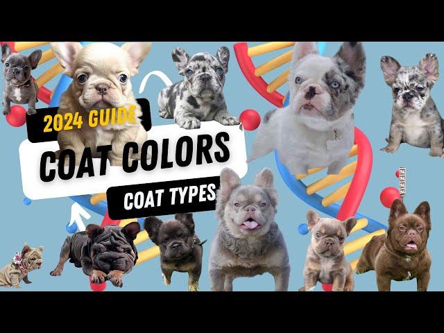 French Bulldog Colors 2024: The Ultimate Guide to Every Frenchie Coat Color & Texture