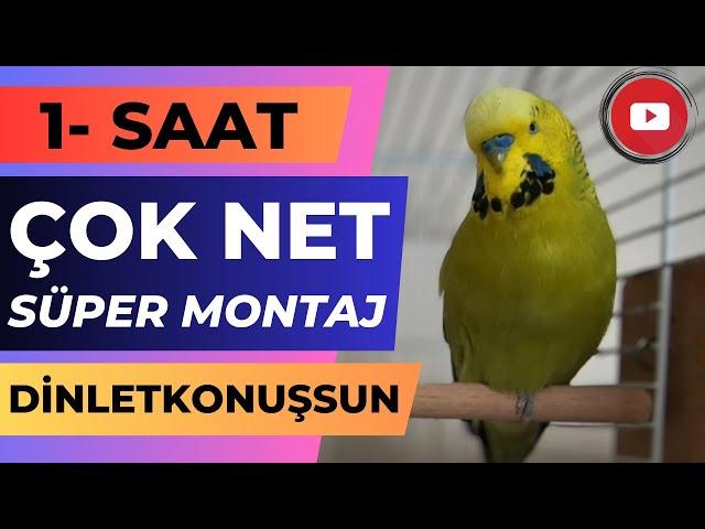 Süper Montaj dinlet konuşsun 1 SAAT | Konuşan muhabbet kuşu fıstık | Muhabbet kuşu sesi