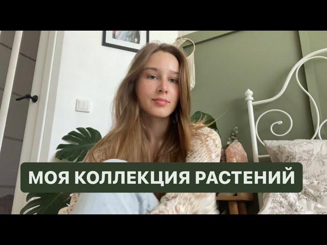 МОЯ КОЛЛЕКЦИЯ РАСТЕНИЙ!  Растения с Авито