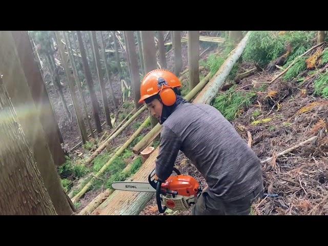 Forestry working 