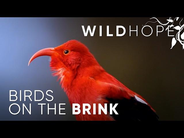 Is there hope for Hawaii’s endangered honeycreepers? | WILD HOPE