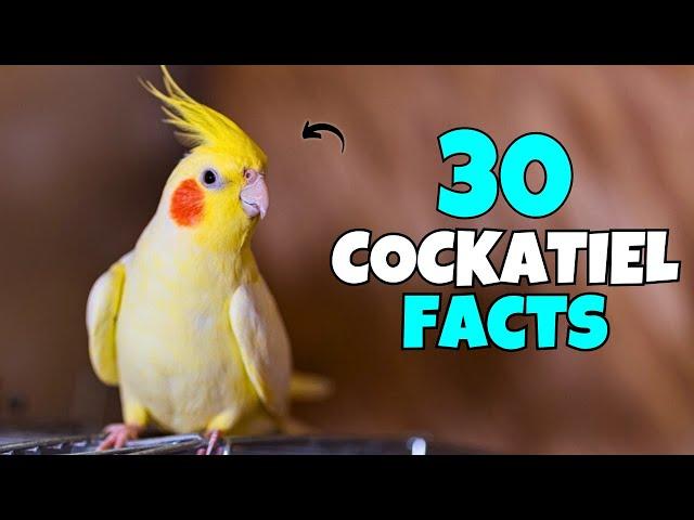 30 Surprising Cockatiel FACTS | Compilation