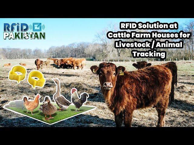 RFID Livestock / Animal Tracking Solution at Cattle Farm Houses