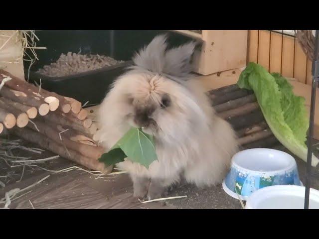 Gizmo The Lionhead Rabbit - Massive Maple Leaf  Massacre