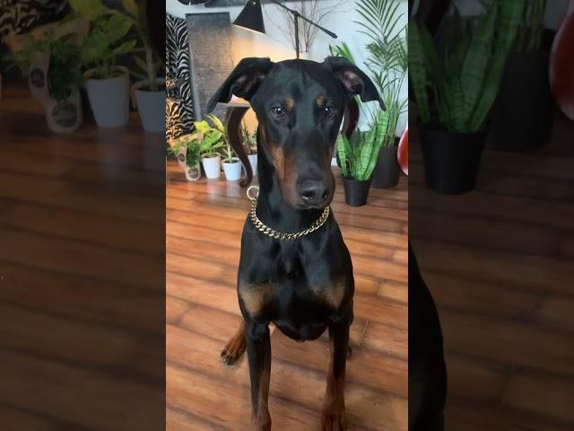 Loki the Doberman# Hi Beef Sector 