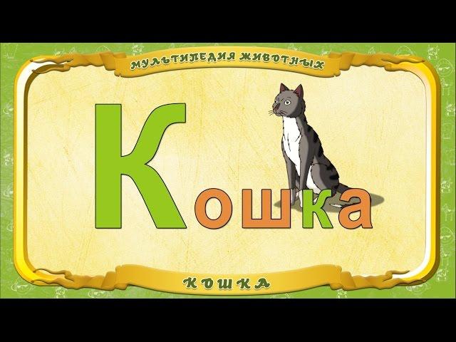 Мультипедия животных. Буква - К Кошка