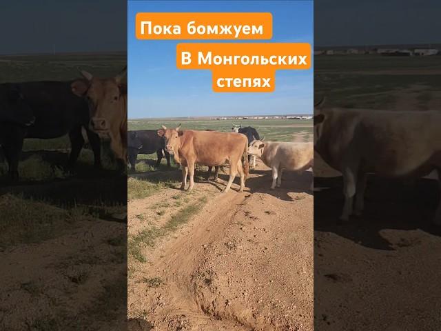 Монголия ,дорога в пустыню гобби ,путешествие автостопом с рюкзаком блог