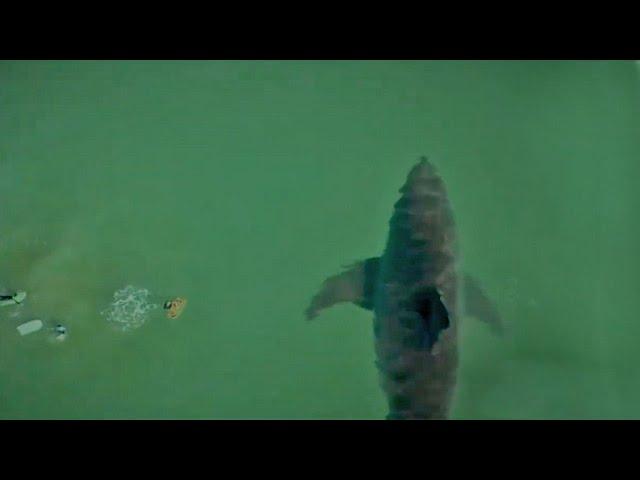 NEW MEGALODON DRONE FOOTAGE - real or fake?