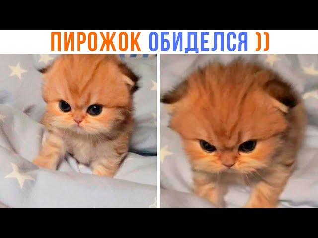 ПИРОЖОК ОБИДЕЛСЯ ))) | Приколы с котами | Мемозг 1383