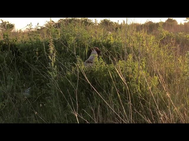 Marra Epagneul Breton training in Romania on wild pheasant