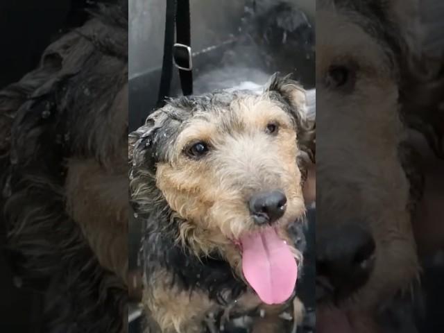 The Jagdterrier enjoys the bath in the grooming salon! #jagdterrier #germanhuntingterrier #dog #pet