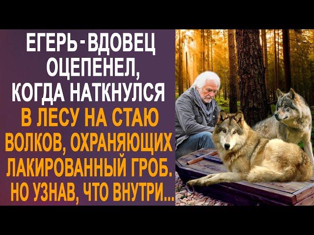 Егерь-вдовец оцепенел, когда наткнулся в лесу на стаю волков. Но узнав, что волки охраняют...