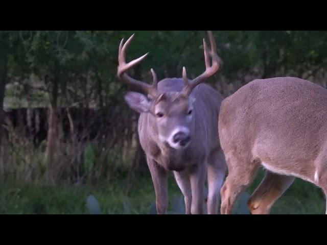 Dinner with Bambi and the herd (day 117 part 2)