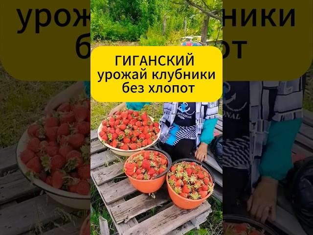 Клубника ВЕДРАМИ? Теперь это просто!  #дача #огород #клубника