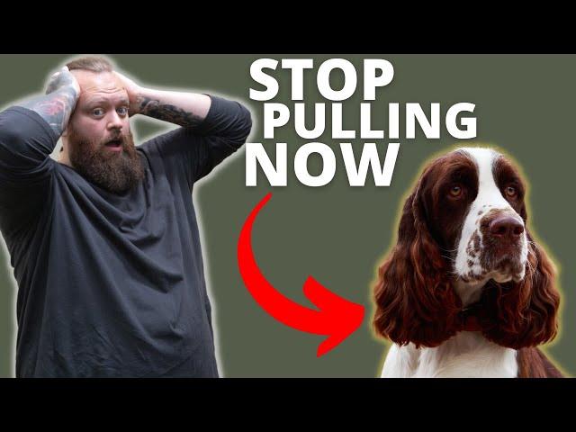 HOW TO STOP SPANIEL FROM PULLING