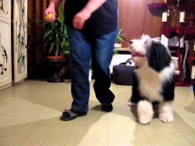 Freestyle / Dogdance // Bearded Collie // Mambo No 5