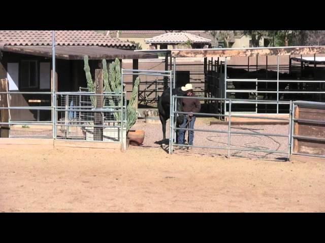 Horse Handling Tip #2: Turn-Out