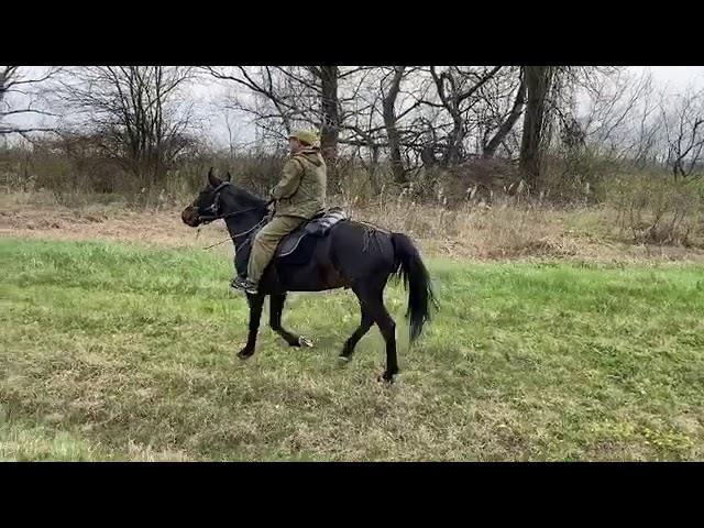 Кошехабль. Хазрет Туов верхом на своем кабардинском жеребце.