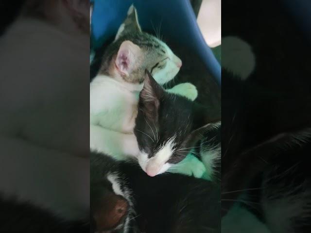 Sleeping beauties #kitty #cat #kitten #catlover #funnykittens #crazykitty #shortsvideo