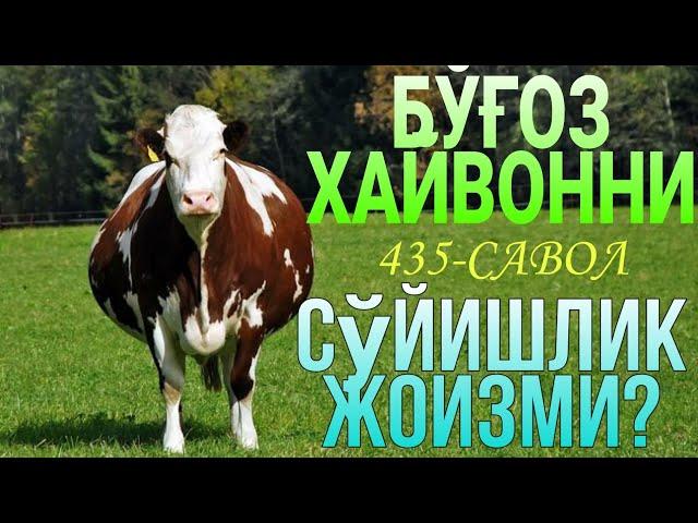 435-Савол: Бўғоз хайвонни сўйишлик жоизми? (Шайх Абдуллоҳ Зуфар Ҳафизаҳуллоҳ)