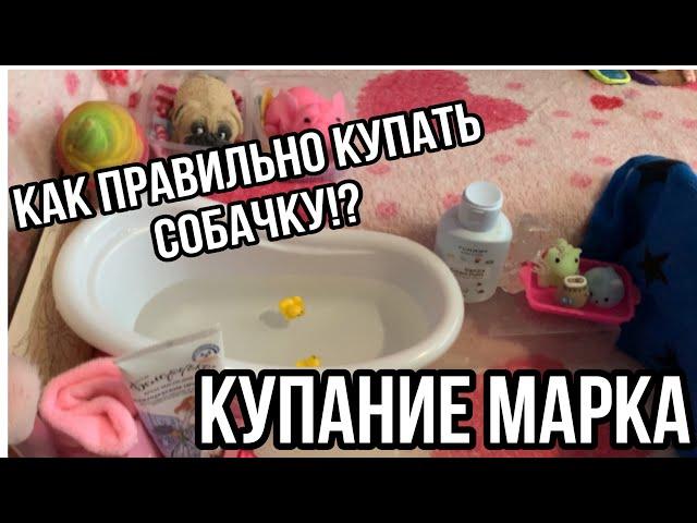 КАК правильно КУПАТЬ сквиши СОБАЧКУ